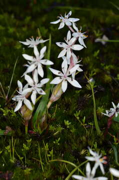 Image of Wurmbea latifolia subsp. vanessae R. J. Bates