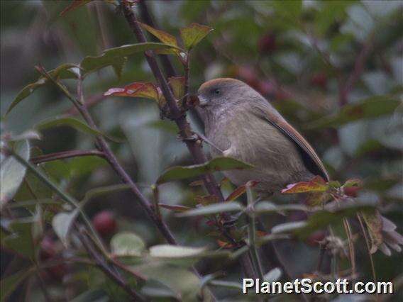 Image of Ashy-throated Parrotbill