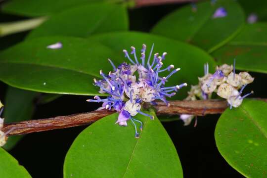 Слика од Memecylon pauciflorum Bl.