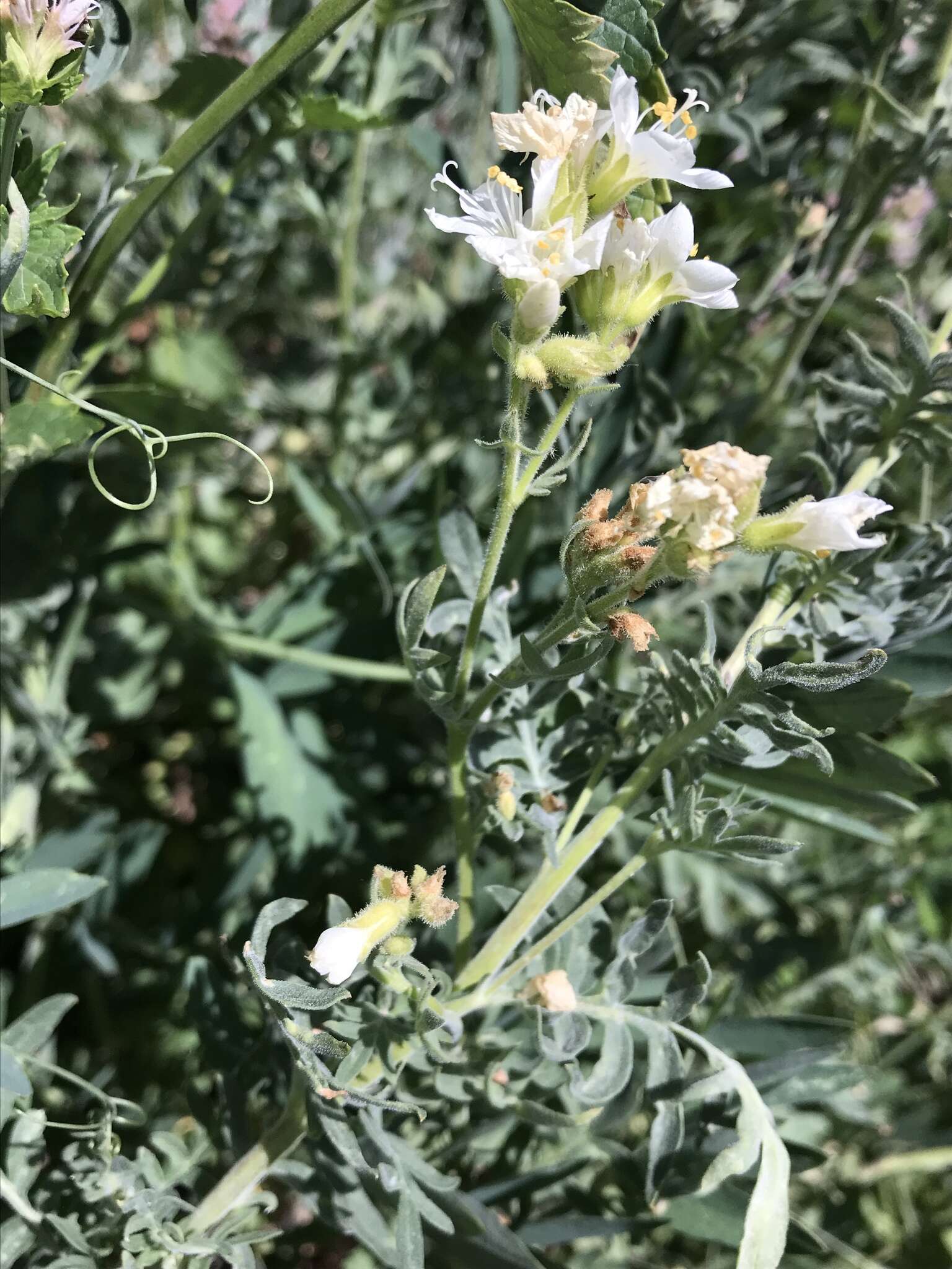 Image of alpine Jacob's-ladder