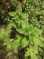 Image of shade phacelia