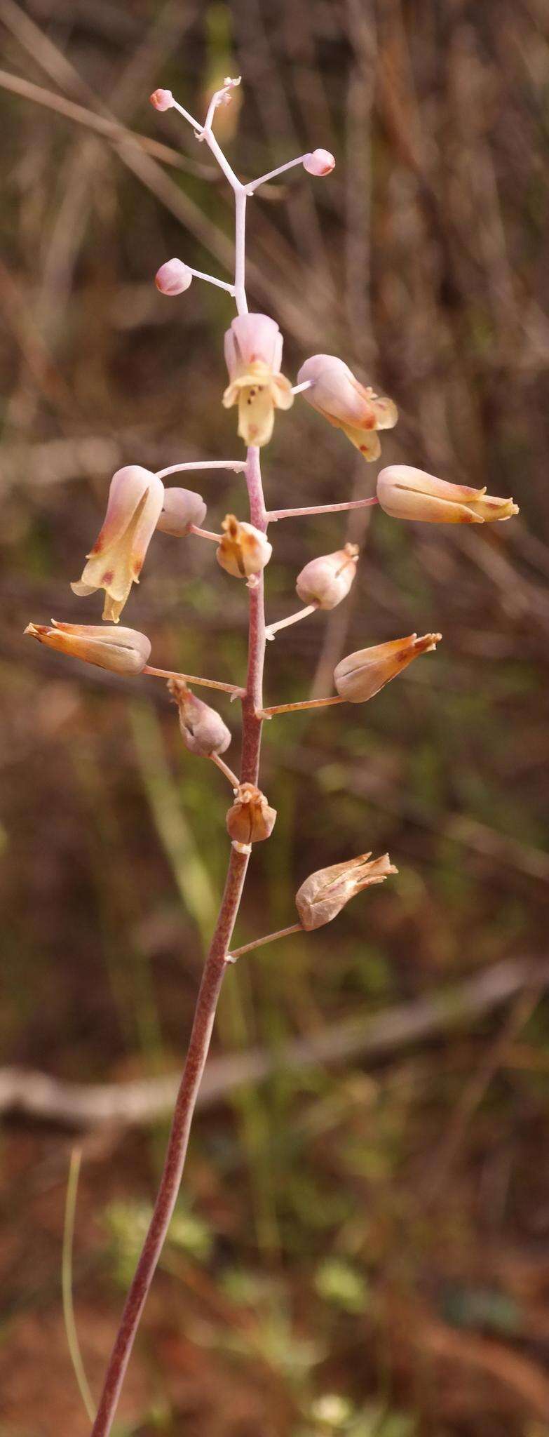 Image de Lachenalia hirta var. hirta