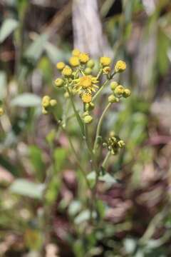 Image of Cleveland's Groundsel