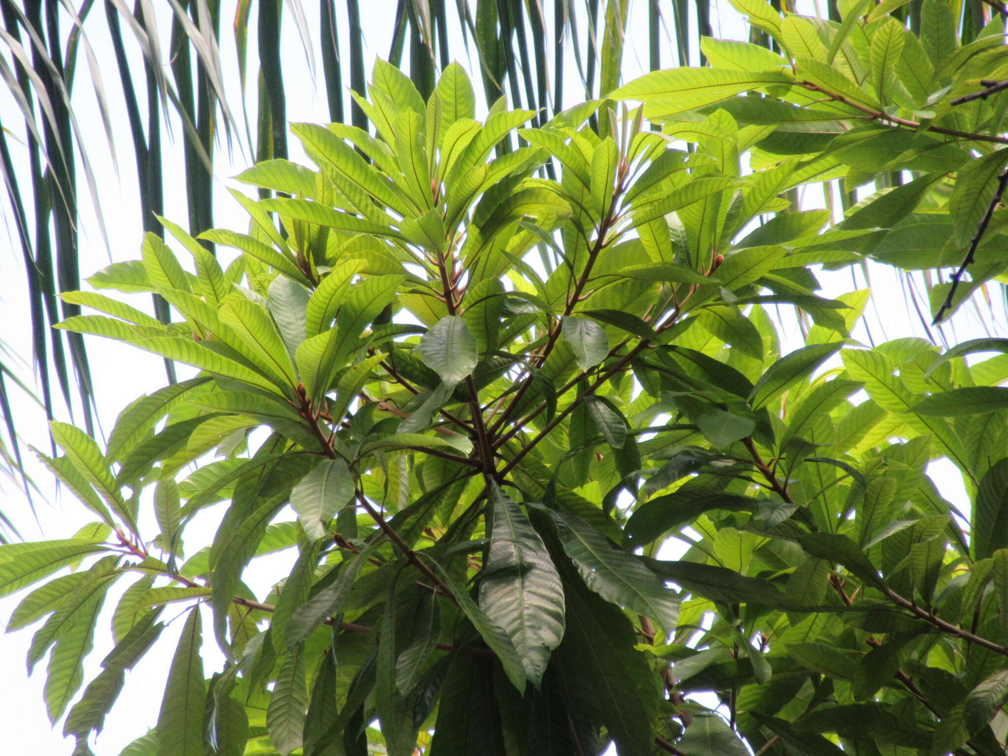 Image of mammee sapote