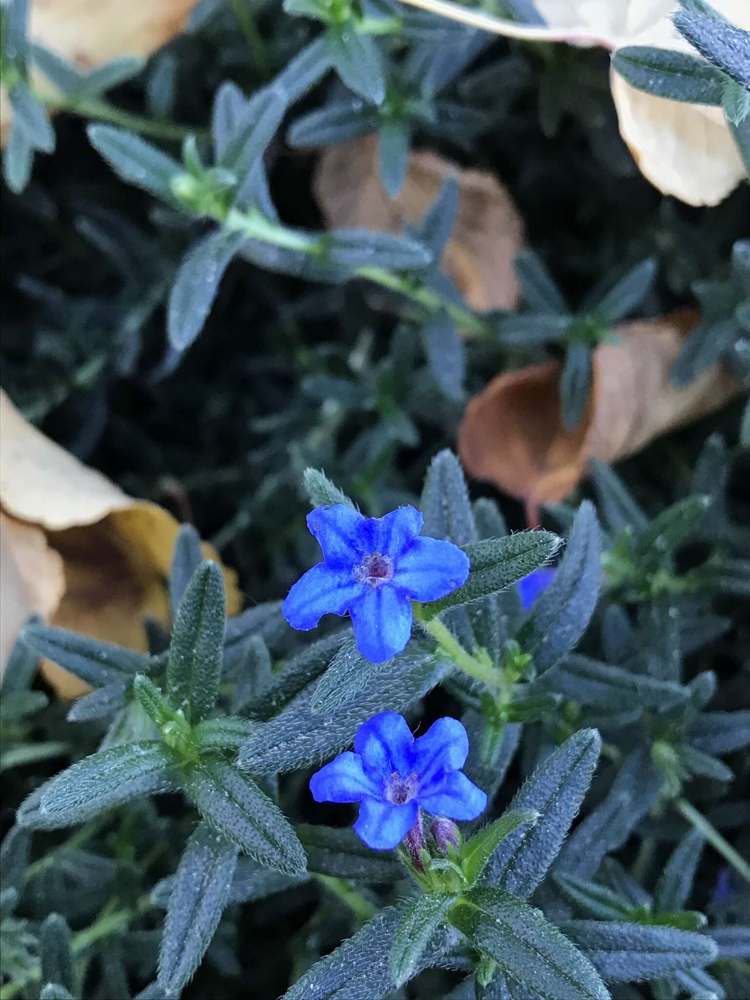 Image of Glandora diffusa (Lag.) D. C. Thomas