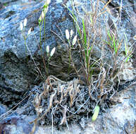 Image of Ornithogalum hispidum subsp. hispidum