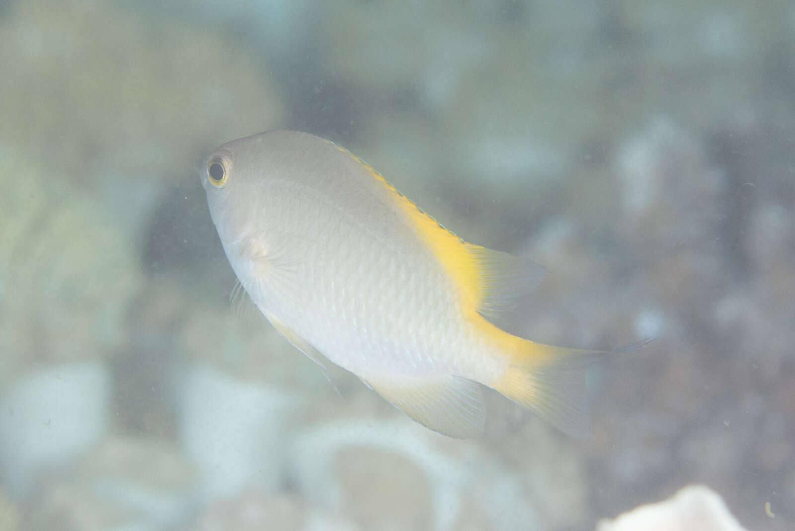 Image of Damselfish