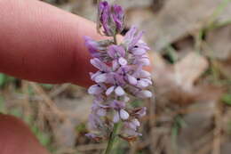 Image of Sampson's-Snakeroot