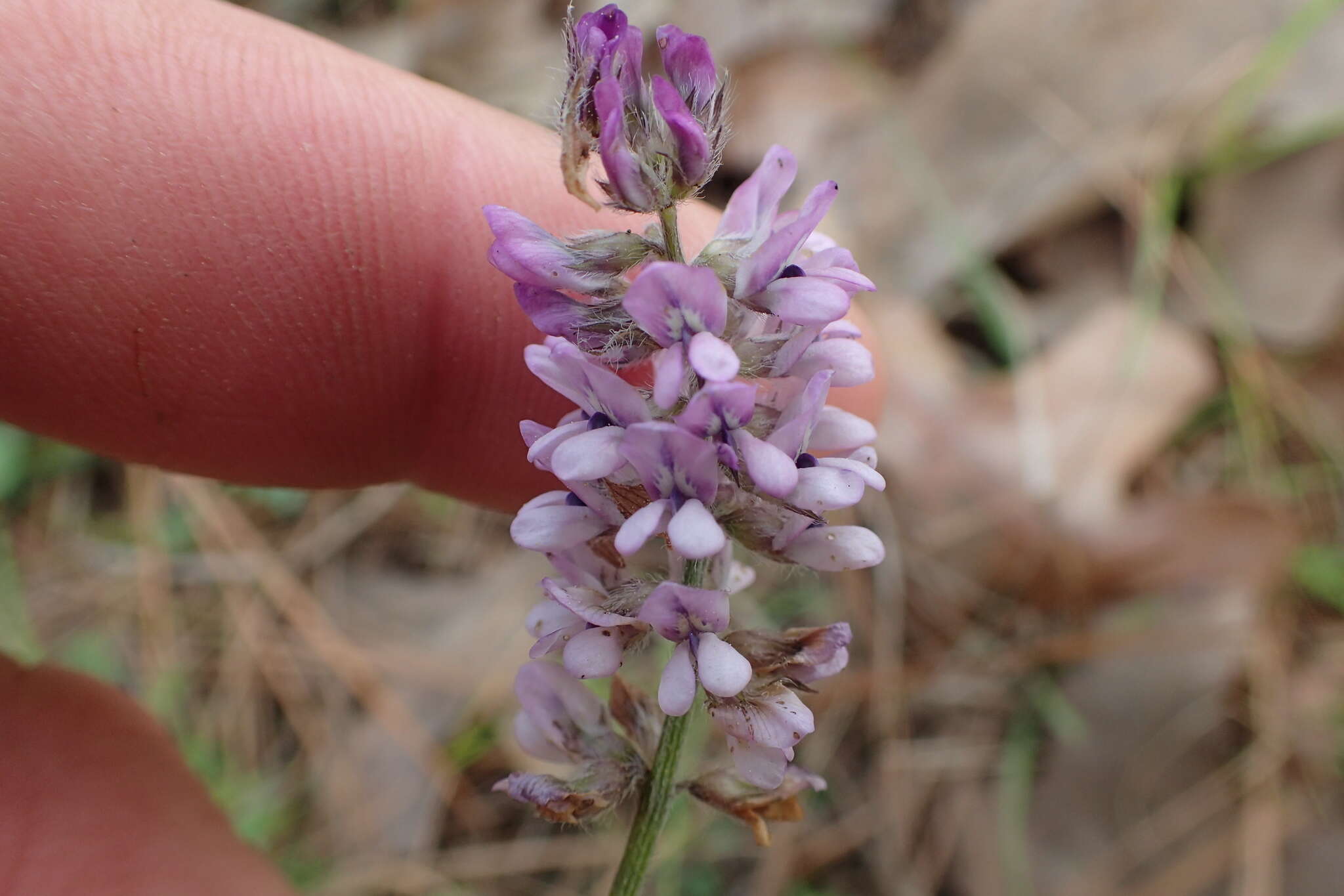 Image of Sampson's-Snakeroot