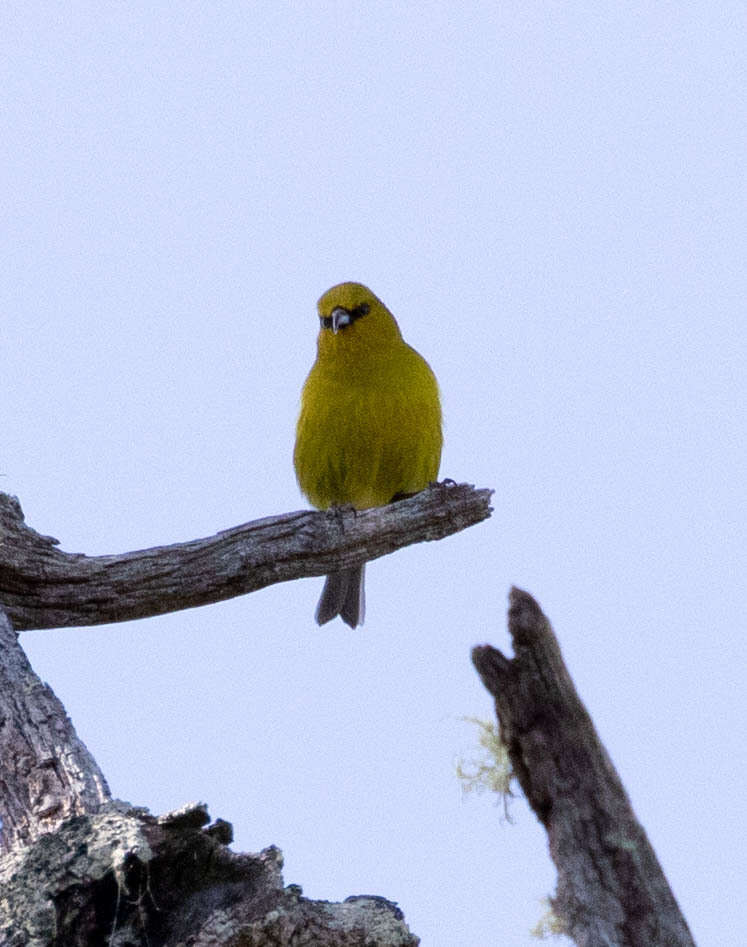 Image of Chlorodrepanis virens virens (Gmelin & JF 1788)