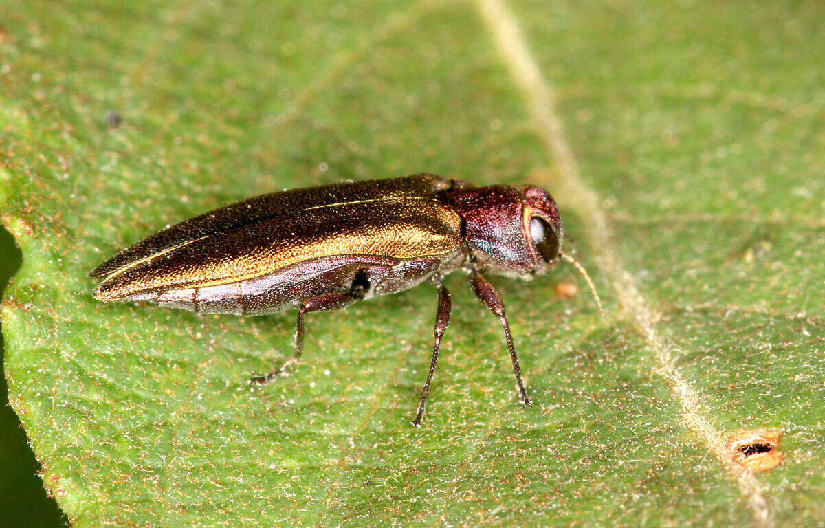 Image de Agrilus viridis (Linnaeus 1758)