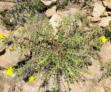 Image of stiffleaf false goldenaster