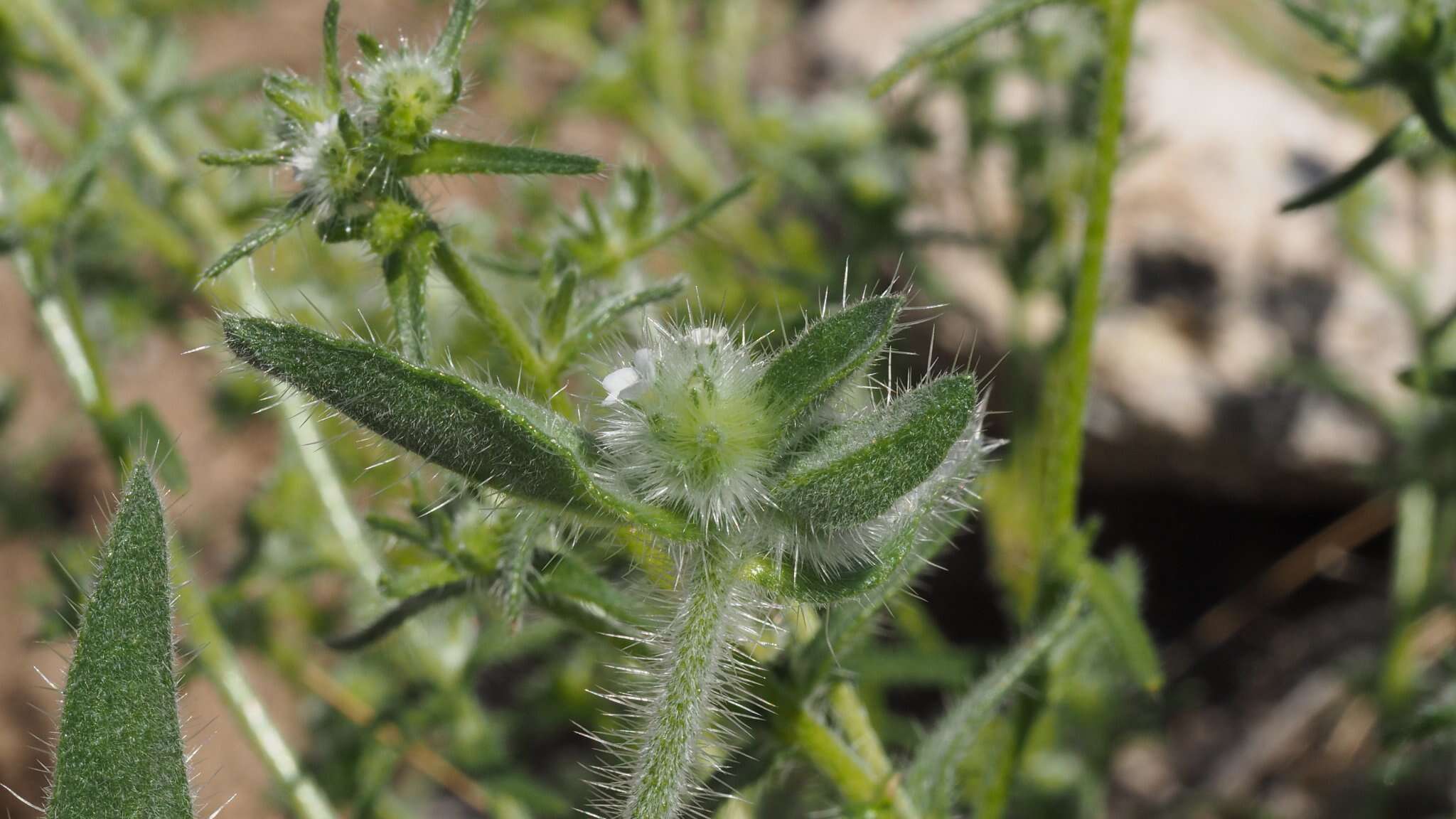 Image of Simpsonanthus jonesii (A. Gray) Guilliams, Hasenstab & B. G. Baldwin