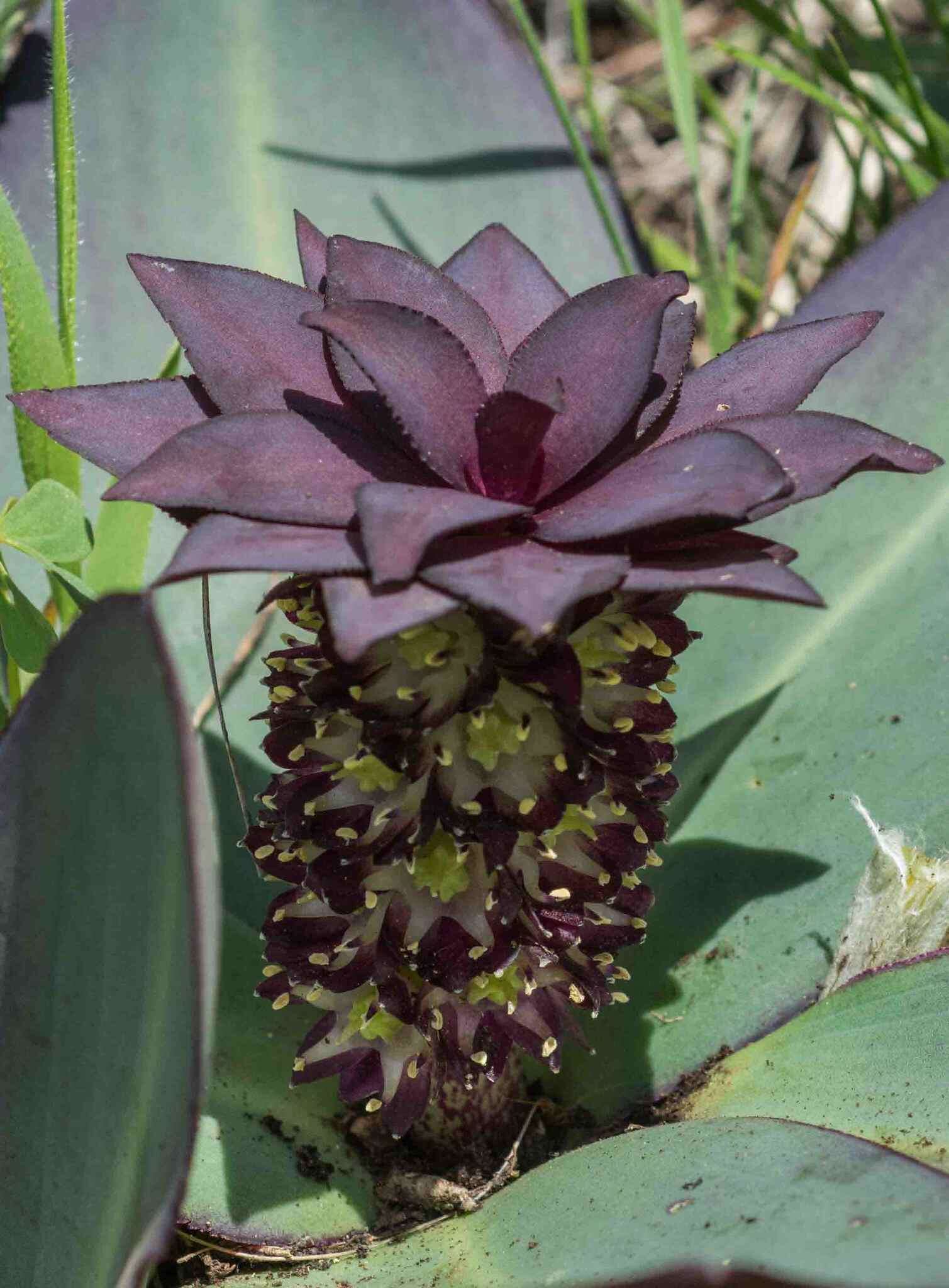 صورة Eucomis schijffii Reyneke