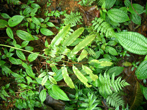 Sivun Pteris heteromorpha Fée kuva