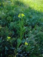 Image de Erysimum diffusum Ehrh.