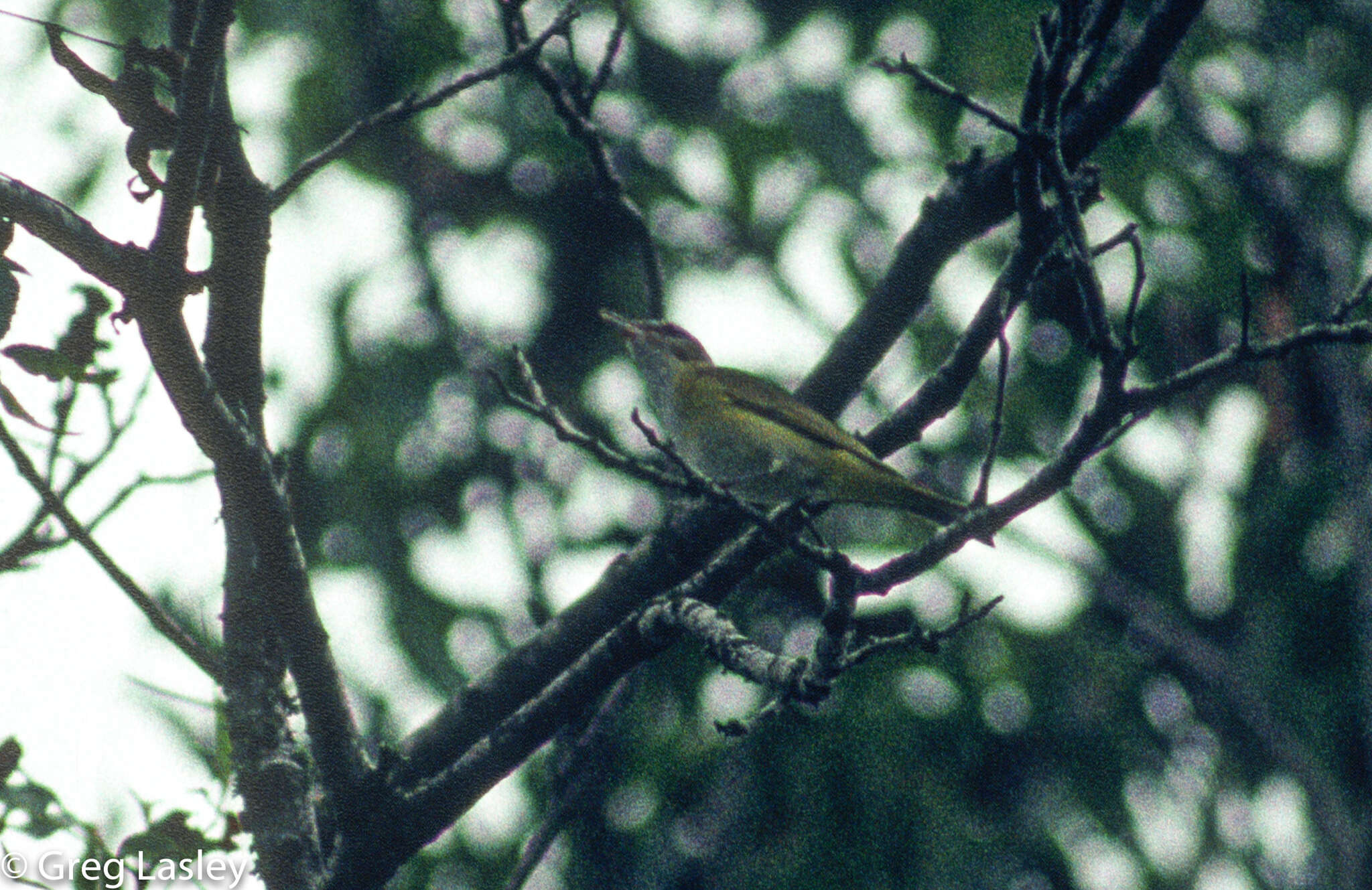 Слика од Vireo flavoviridis (Cassin 1851)