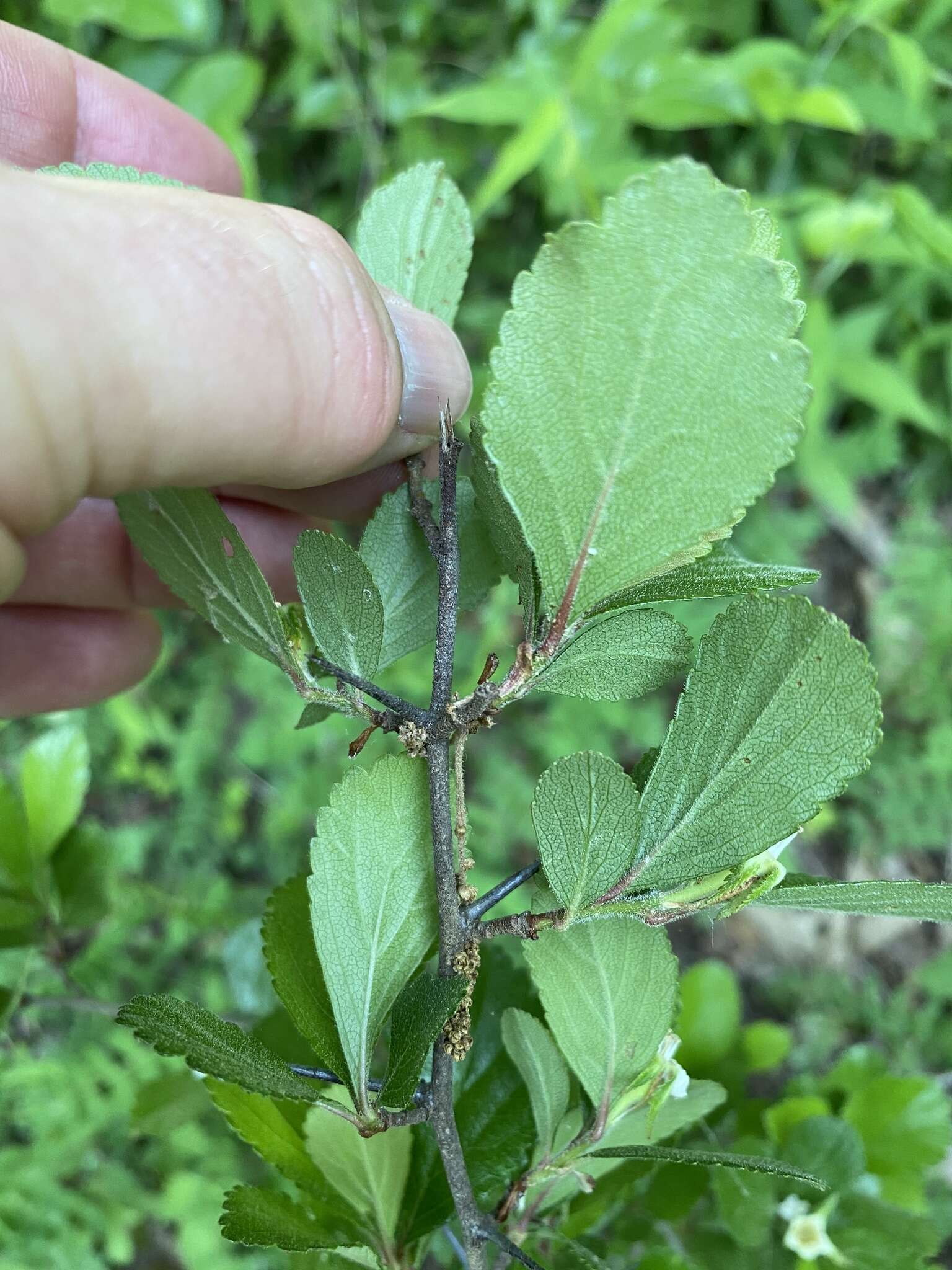 Image of dwarf hawthorn