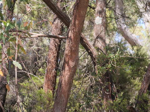 Imagem de Eucalyptus cornuta Labill.