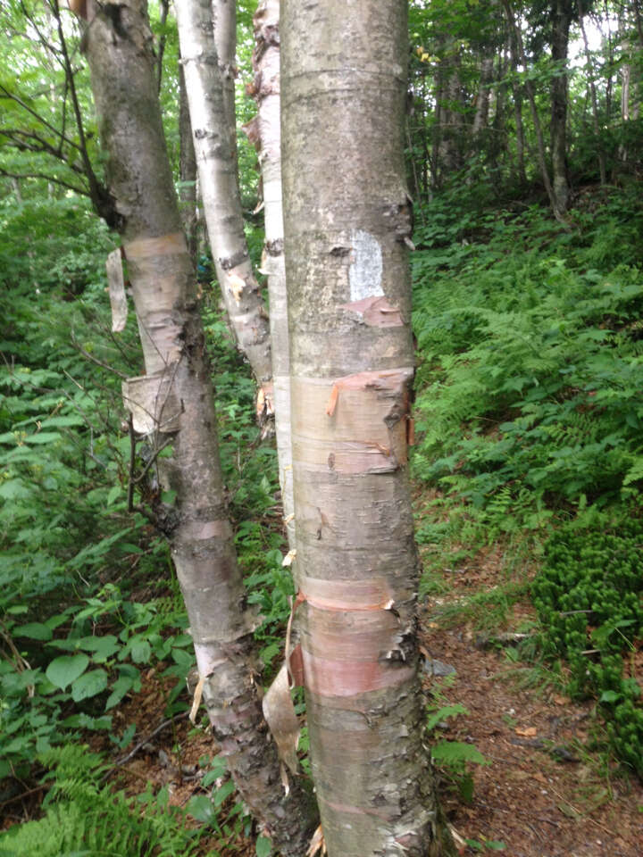 Image of Hearleaf Birch