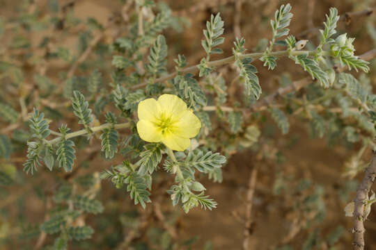 Слика од Tribulus macropterus Boiss.