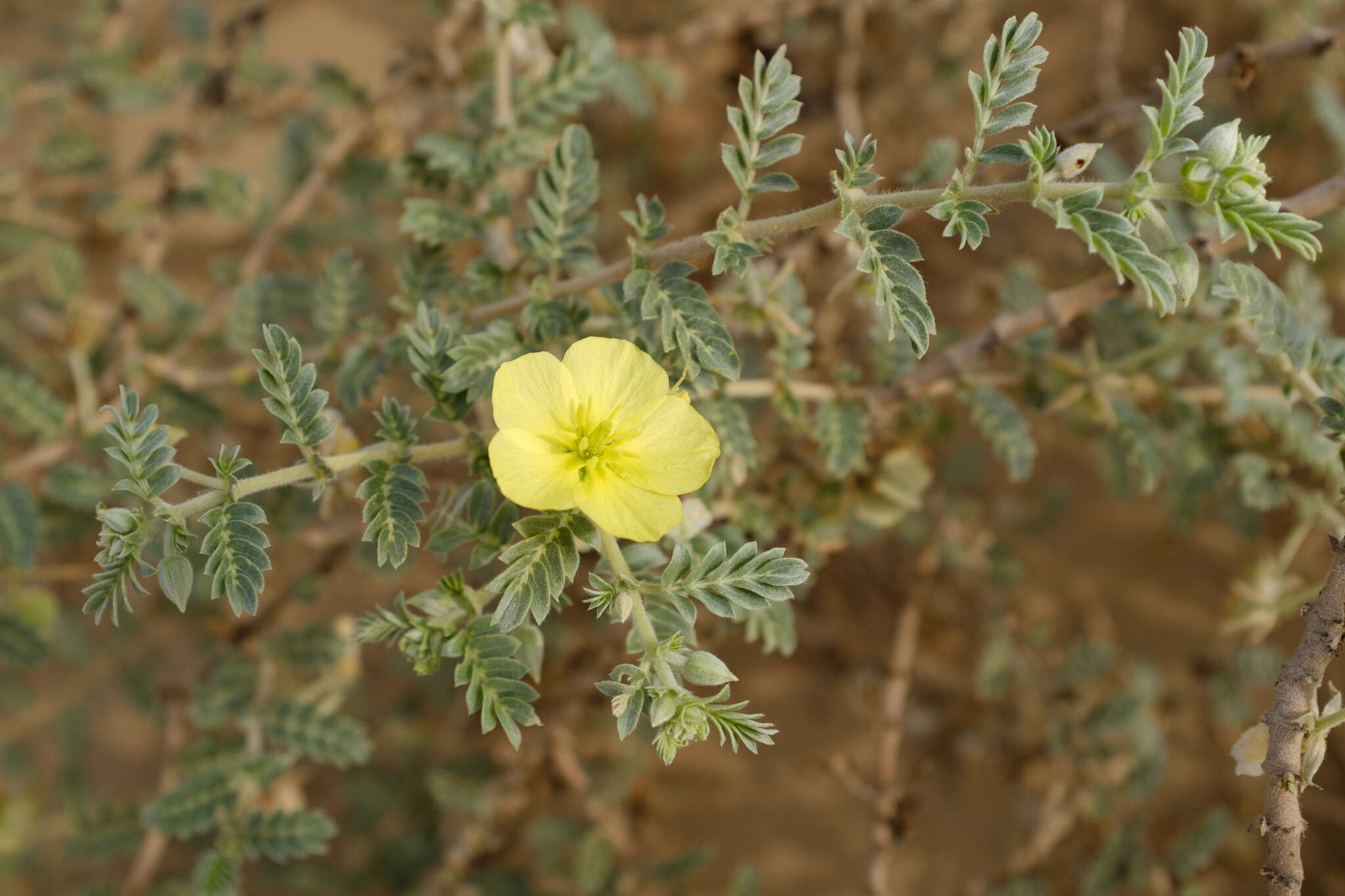 Слика од Tribulus macropterus var. arabicus (Hosni) F. Al-Hemaid & Jacob Thomas