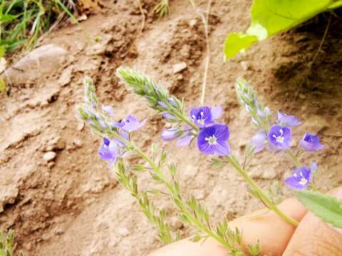 Image of Veronica pectinata L.