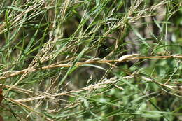 Image de Muhlenbergia dumosa Scribn. ex Vasey