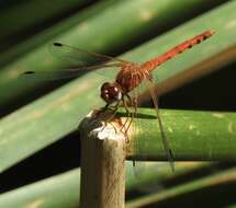 Image of Spot-winged Meadowhawk