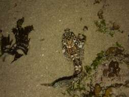 Image of Eastern Jumping Blenny