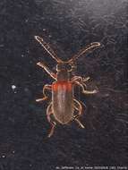 Sivun Elonus basalis (Le Conte 1855) kuva