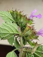 Image of black horehound