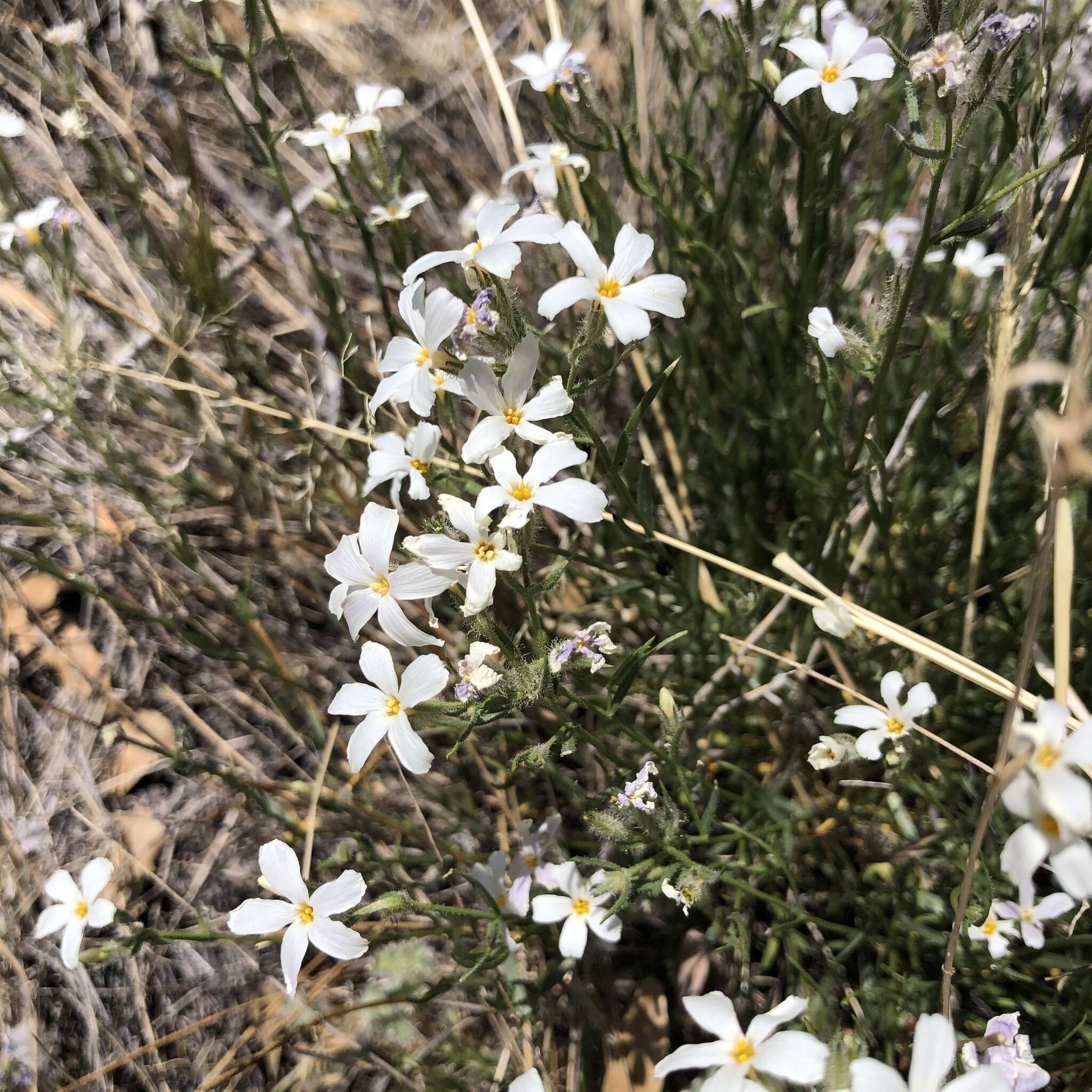 Image of Santa Catalina Mountain phlox