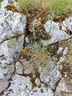 Image of Somerset hair grass