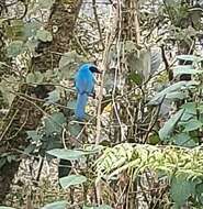 Image of Turquoise Jay