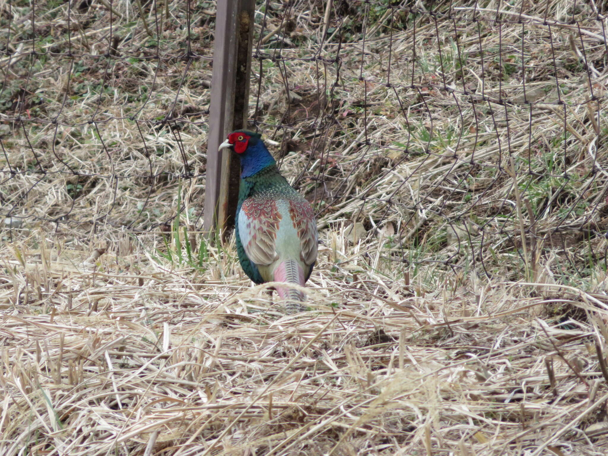 Imagem de Phasianus versicolor Vieillot 1825