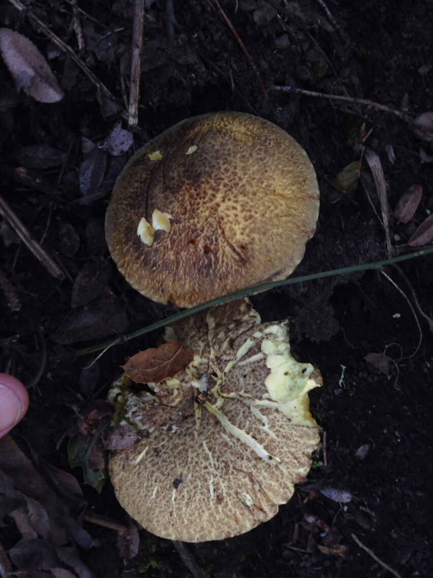 Image of Suillus fuscotomentosus Thiers & A. H. Sm. 1964