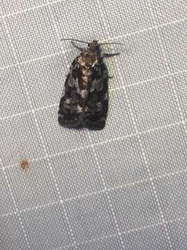 Image of Spring Spruce Needle Moth