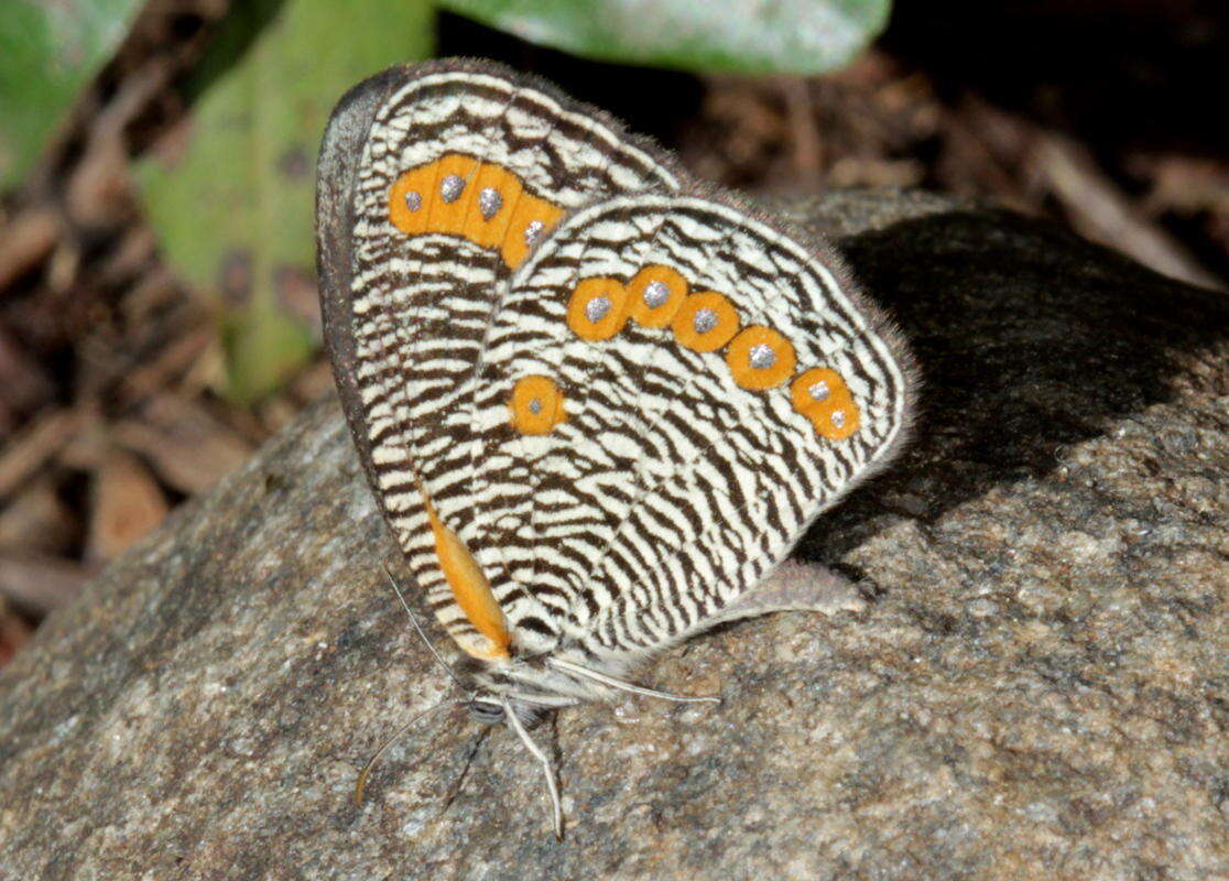 Imagem de Physcaeneura panda Boisduval 1847