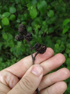 Image of Alnus pubescens Tausch