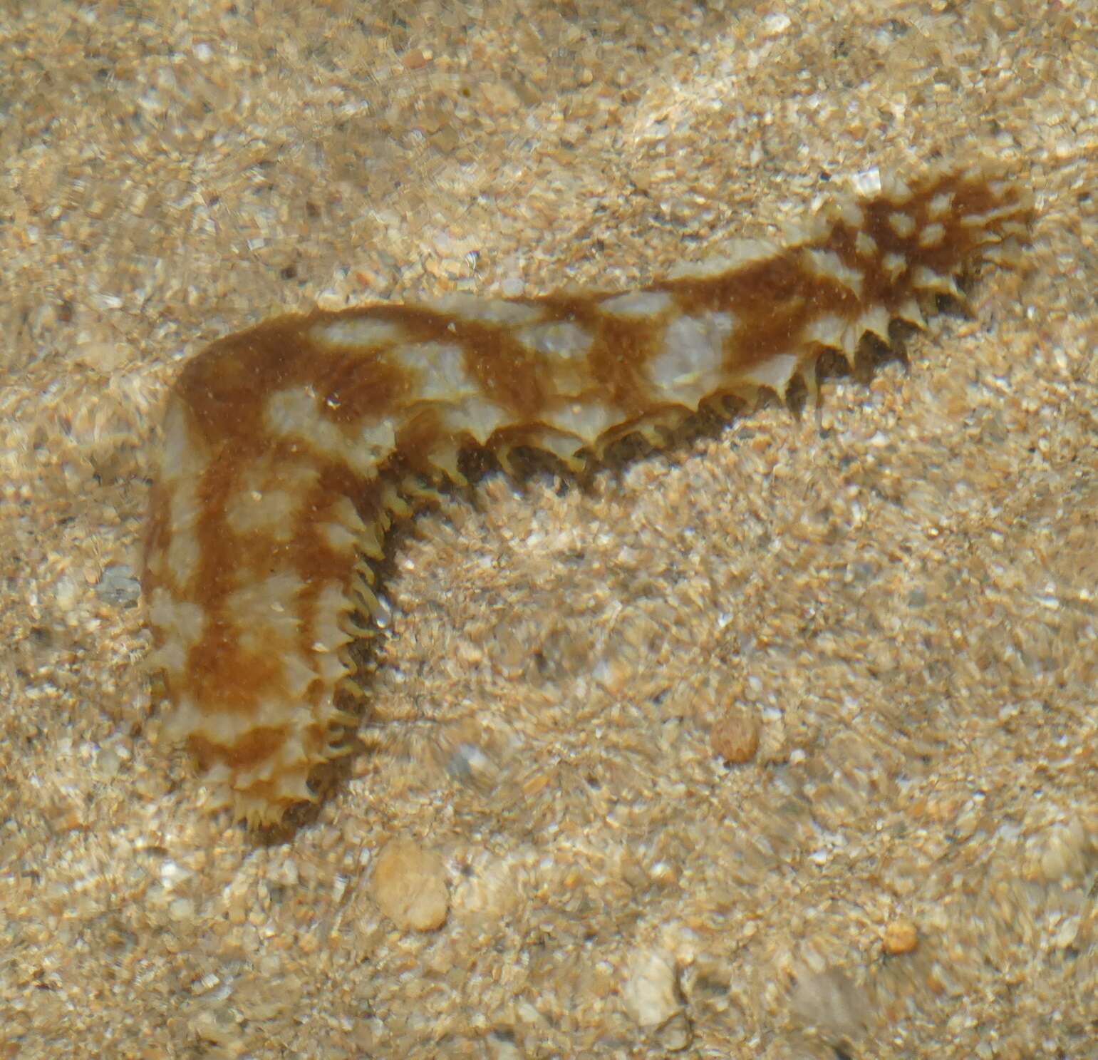 Image of Sand sifting sea cucumber