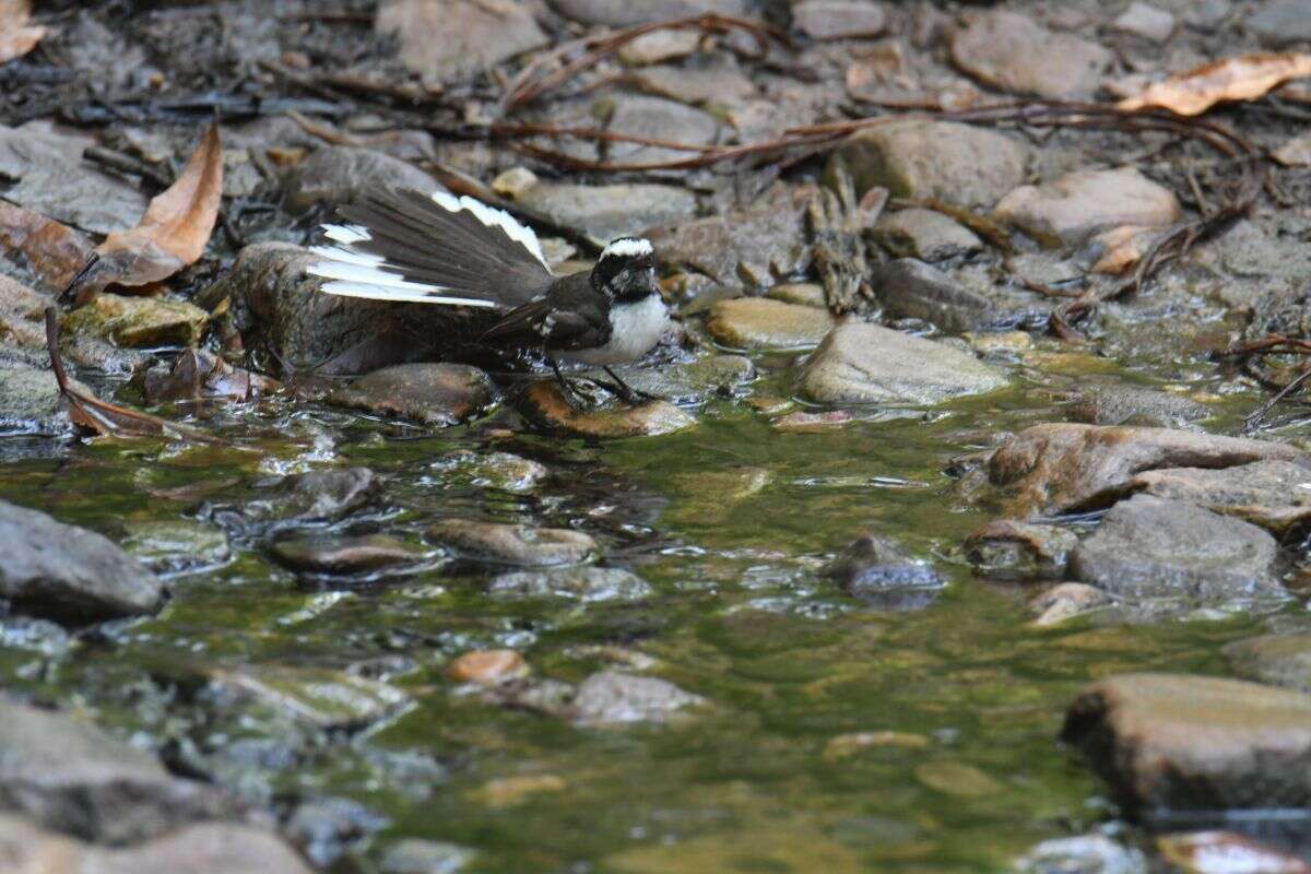 Image of White-browed Fantail