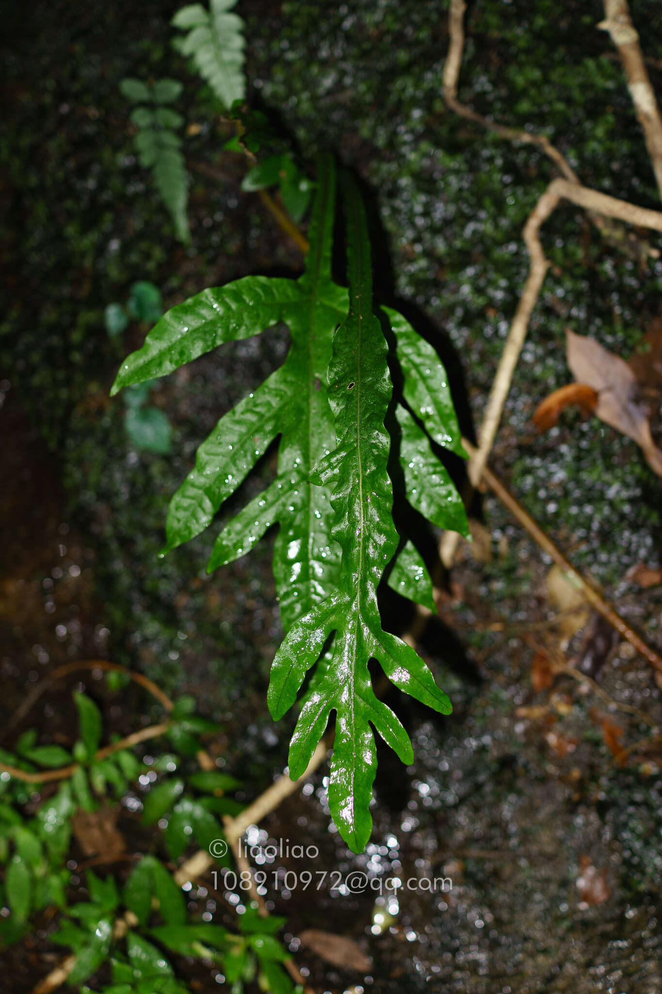 Leptochilus insignis (Bl.) Fraser-Jenk. resmi