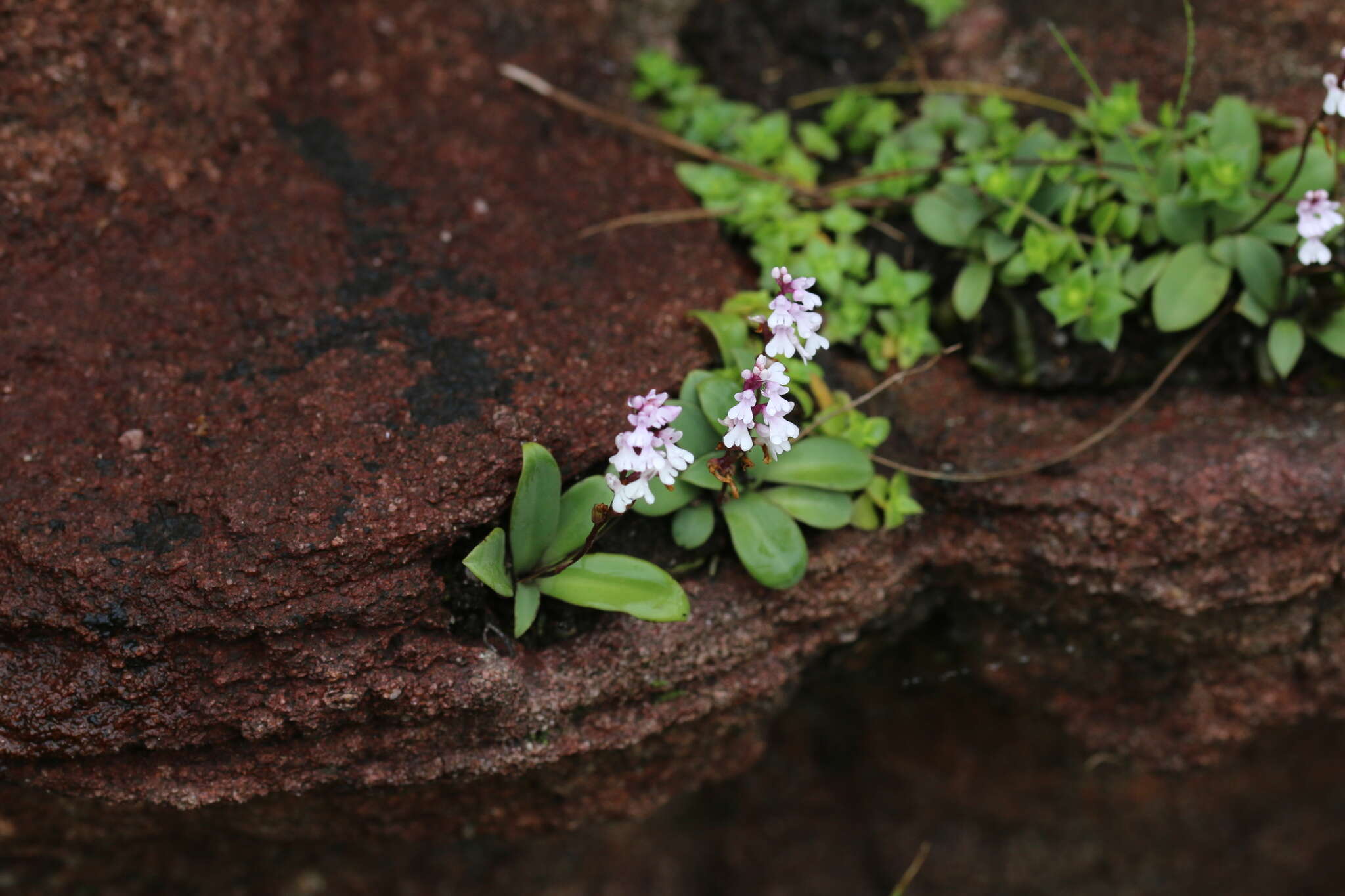 Image of Stenoglottis macloughlinii (L. Bolus) G. McDonald ex J. M. H. Shaw