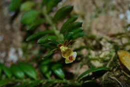 Image of Gastrochilus formosanus (Hayata) Hayata