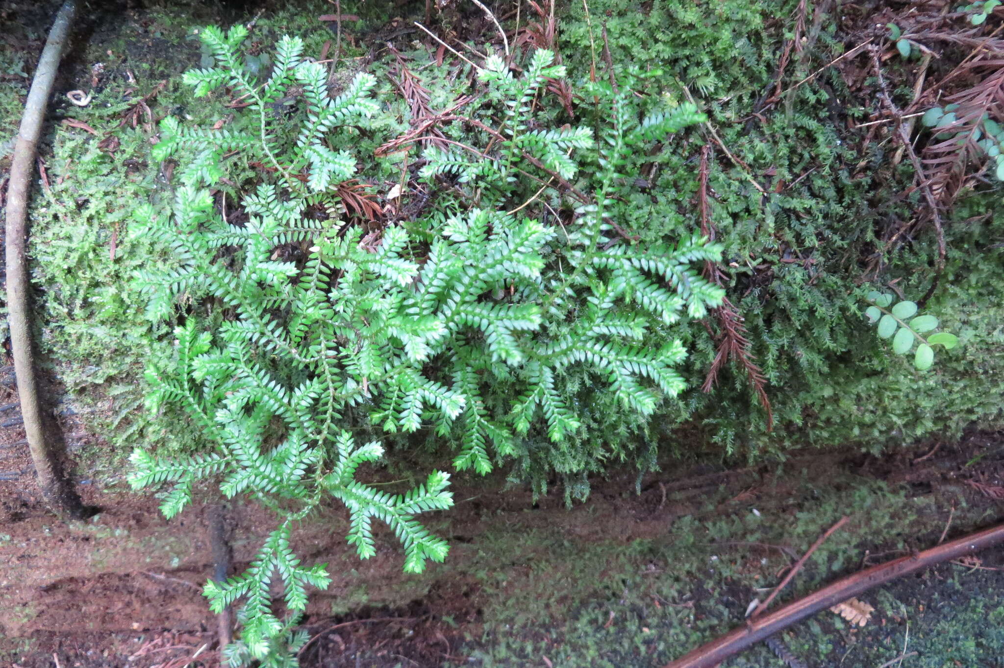 Image de Selaginella kraussiana (G. Kunze) A. Br.