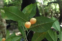 Image of Maillardia montana Leandri