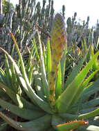 Image of Aloe lineata (Aiton) Haw.