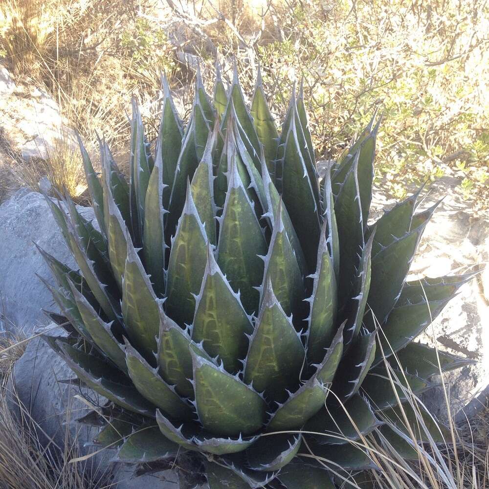 Image of Agave ghiesbreghtii Verschaff.