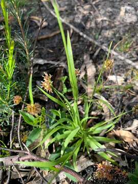 Image of common woodrush